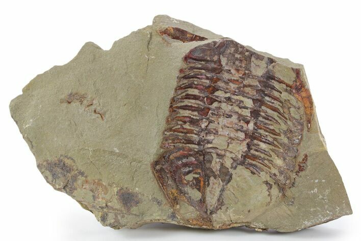 Colorful Asaphid Trilobite Impression - Fezouata Formation #356826